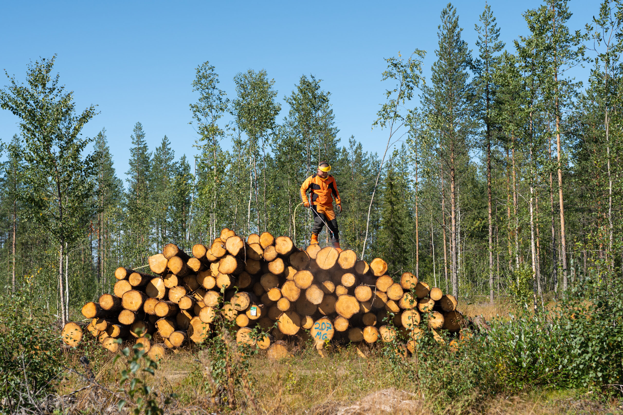 Taimikonhoito palvelut Rovaniemellä.